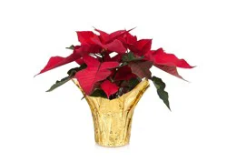 Red Poinsettia In Wrap