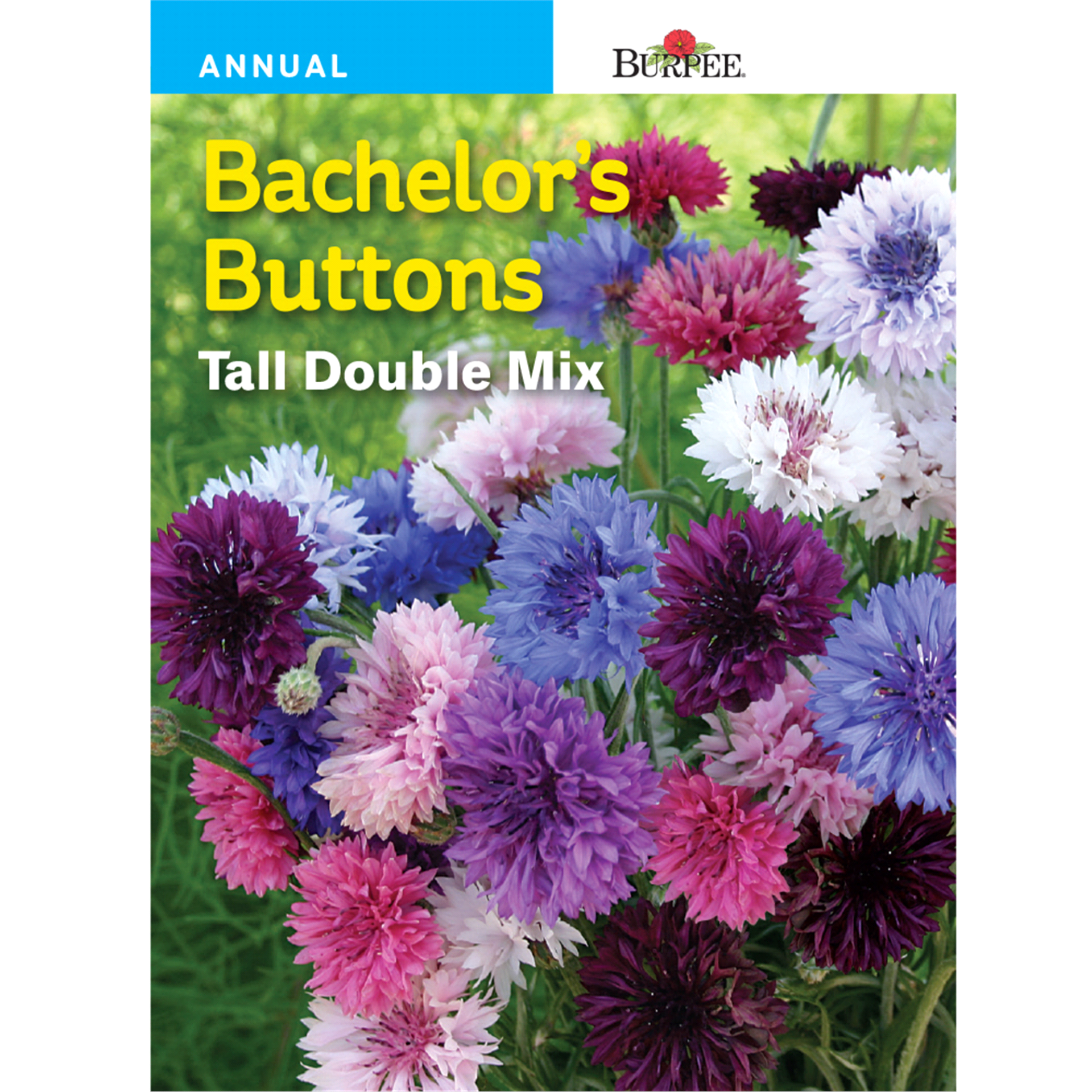 slide 1 of 1, Burpee Bachelor Button Tall Double Mix Seeds - Multi-Color, 1 ct