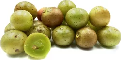 Harper Bronze Scuppernong Grapes