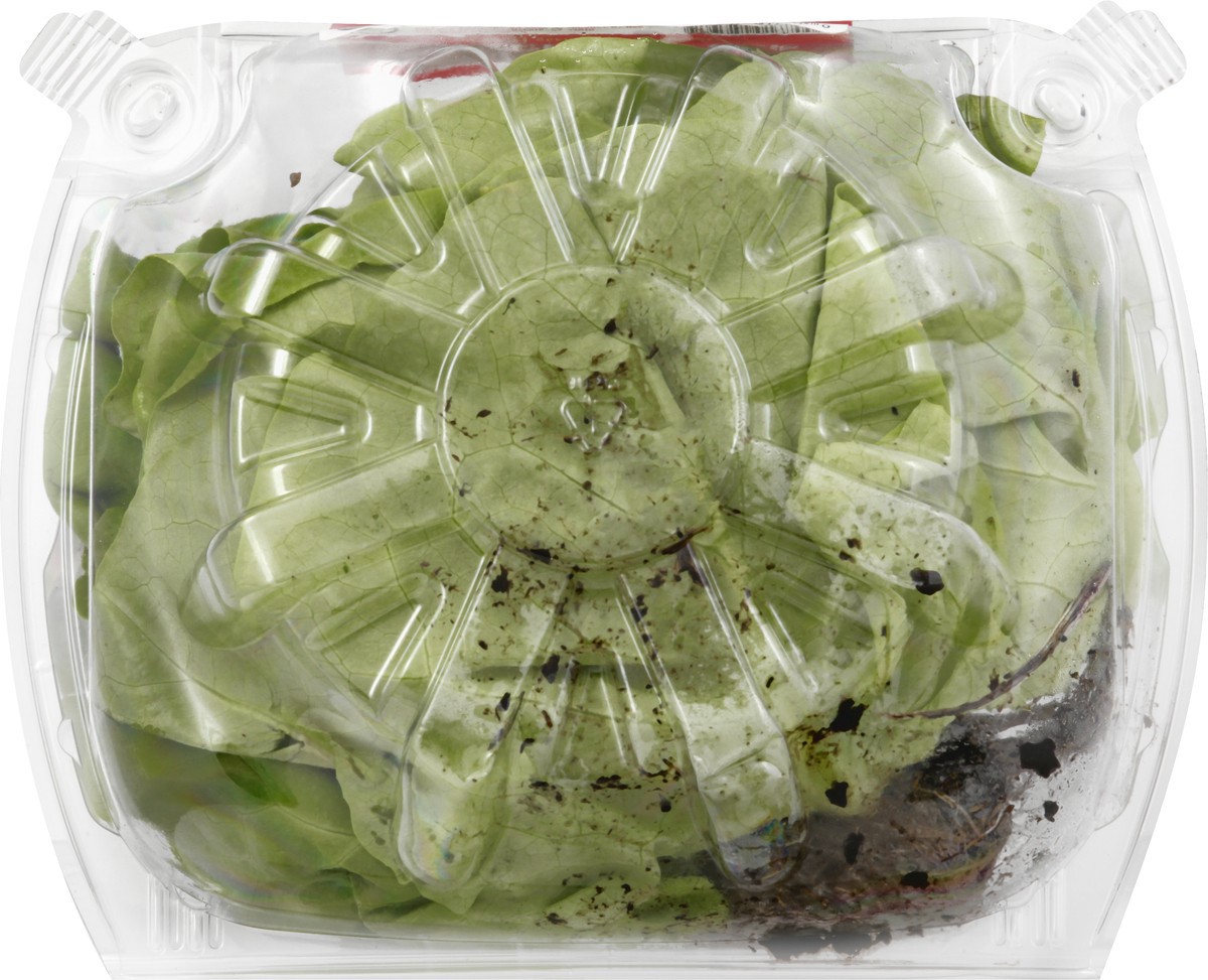 slide 5 of 11, Pete's Living Organic Butter Lettuce 1 ea, 1 ct