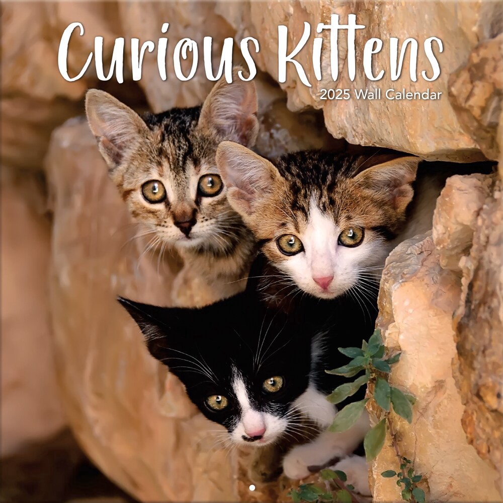 slide 1 of 2, 2025 Curious Kittens Wall Calendar, 1 ct