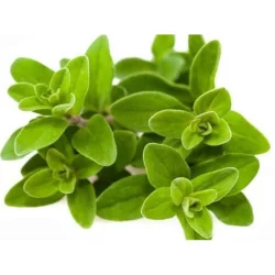 Shenandoah Growers Organic Marjoram