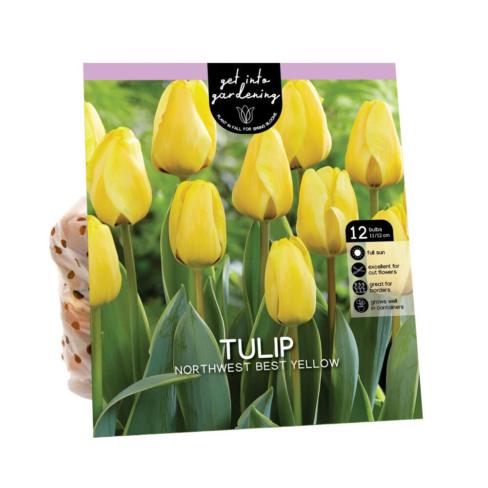 slide 1 of 1, Van Zyverden Tulip Bulbs - Northwest Best Yellow, 12 ct