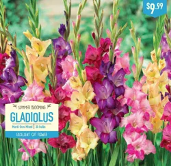 Gladiolus Mardi Gras Mixed