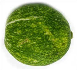 Main Plu Chilacayote Squash Jumbo