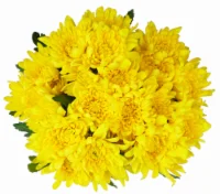 Yellow Poms