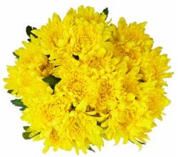 Yellow Poms
