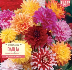 Dahlia Creme de Cassis & Edison