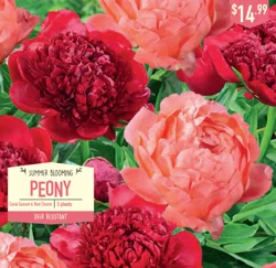 Peony Coral Sunset and Red Charm