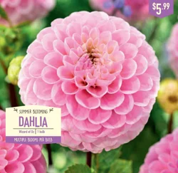 Dahlia Wizard of Oz