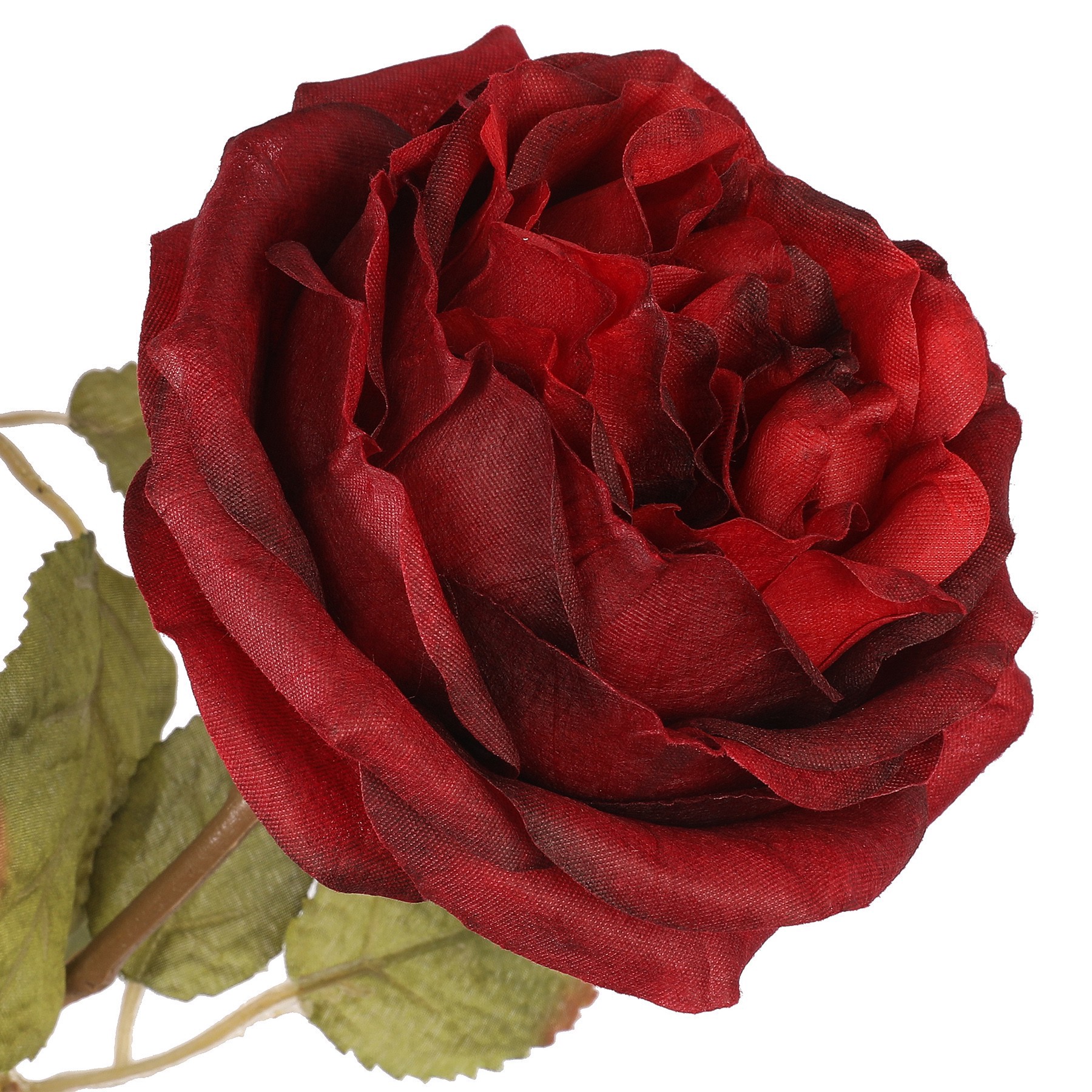 slide 2 of 2, 20" Deluxe Burgundy Rose Bush By Ashland, 7.5 in x 7.5 in x 20 in