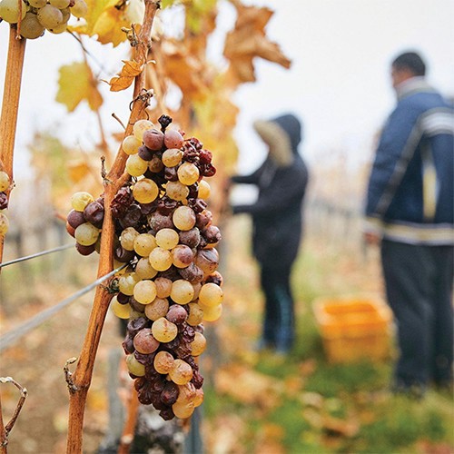 slide 7 of 10, Royal Tok Red Lab, 500 ml