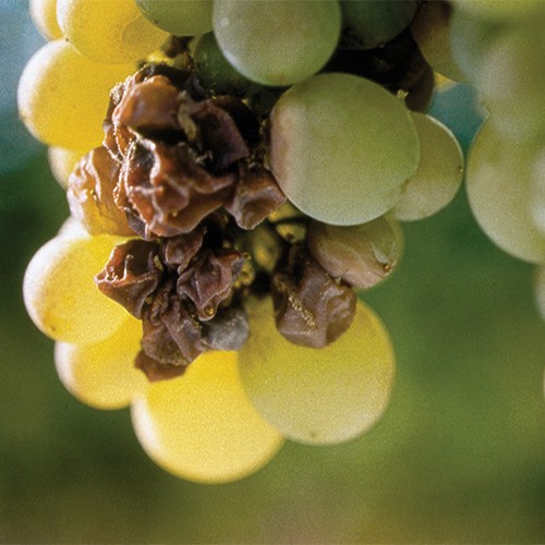 slide 9 of 10, Royal Tok Red Lab, 500 ml