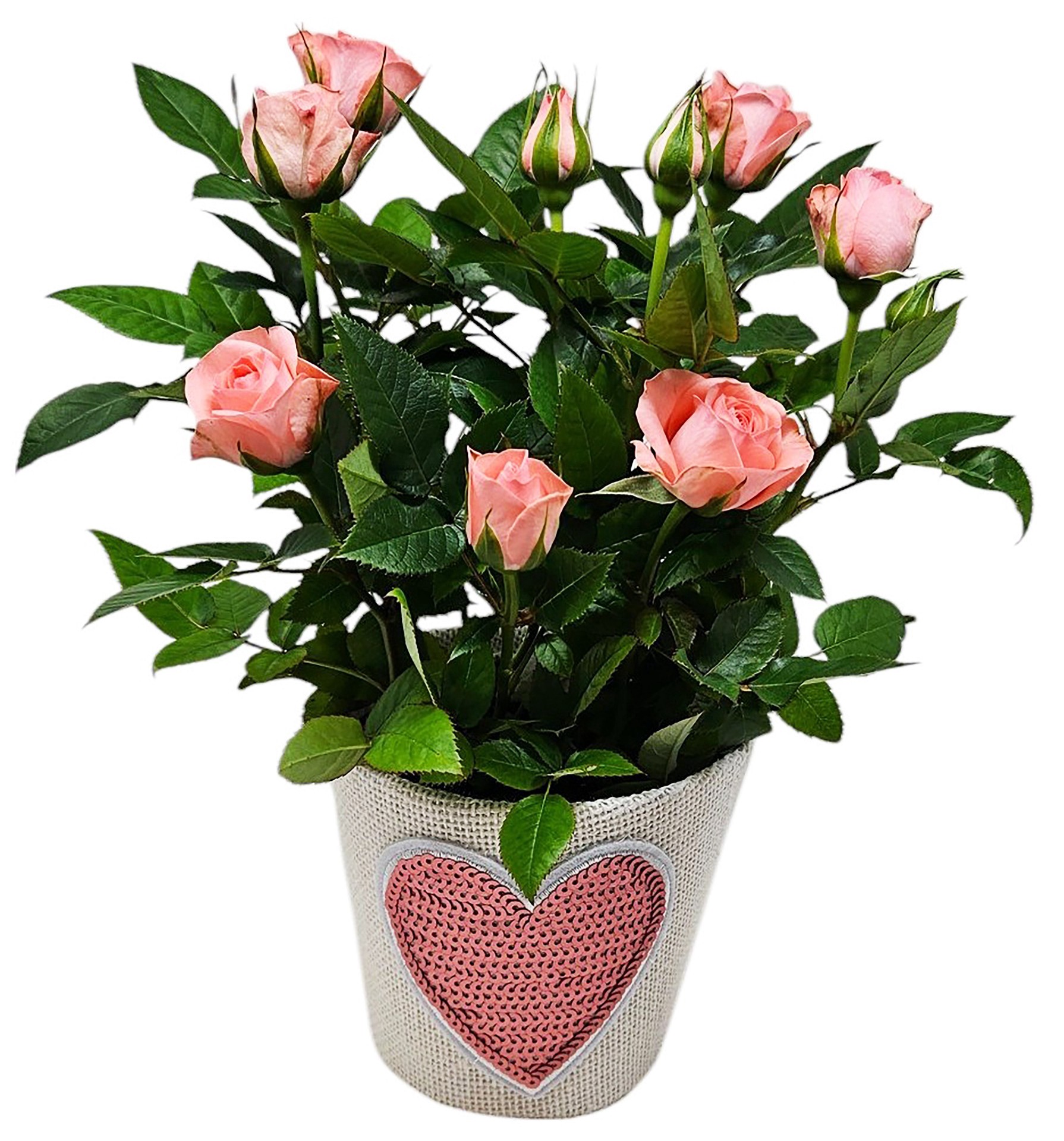 slide 1 of 1, 6" Mini Rose Bloom Bags, 6 in