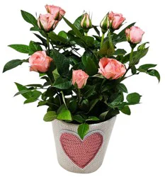 6" Mini Rose Bloom Bags