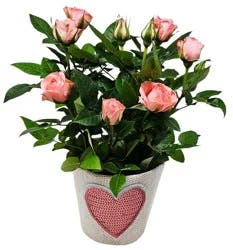 6" Mini Rose Bloom Bags