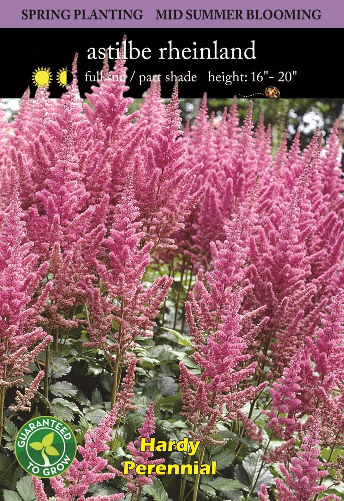 slide 2 of 2, Astilbe Rheinland Bulbs, 1 ct