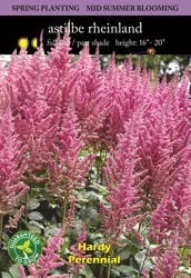 Astilbe Rheinland Bulbs