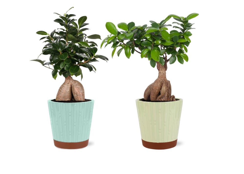 slide 1 of 1, Bonsai Ficus/Ginseng in Ceramic, 5 in