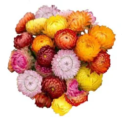 Straw Flower Bunch