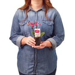 Floral Max & Miles Potted Mini Orchid