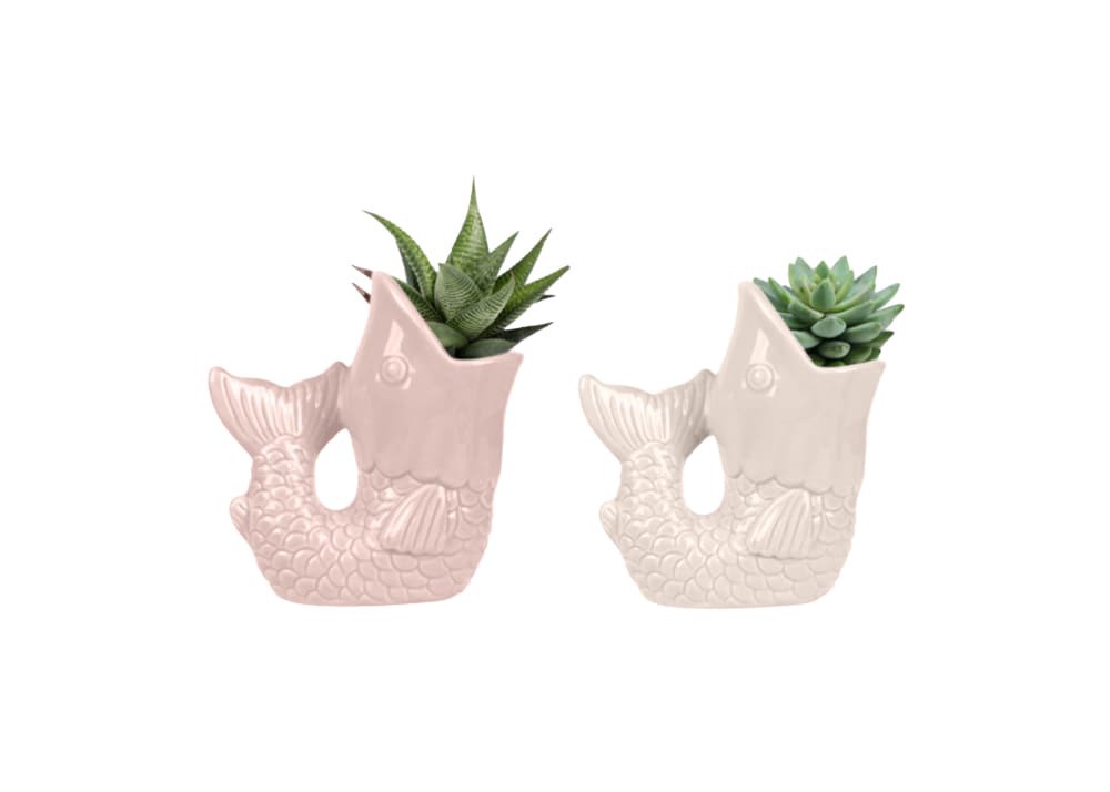 slide 1 of 1, Succulent Trailing in Ceramic Planter, 2.5 in