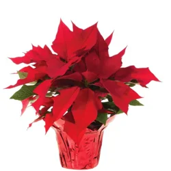 Quest Poinsettas 10"