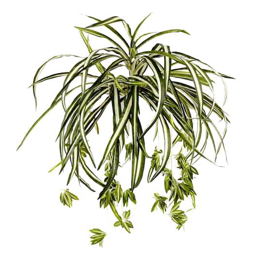 slide 1 of 4, Variegated Spider Bush Classic Greenery Collection By Ashland, 19 in