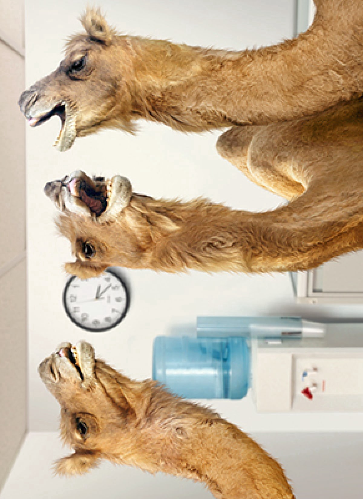 slide 1 of 1, Avanti Card Retire Camels At Office Wate, 1 ct