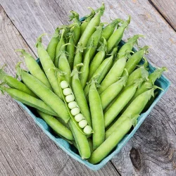 High Mowing Organic Seeds Pea Shell Seeds