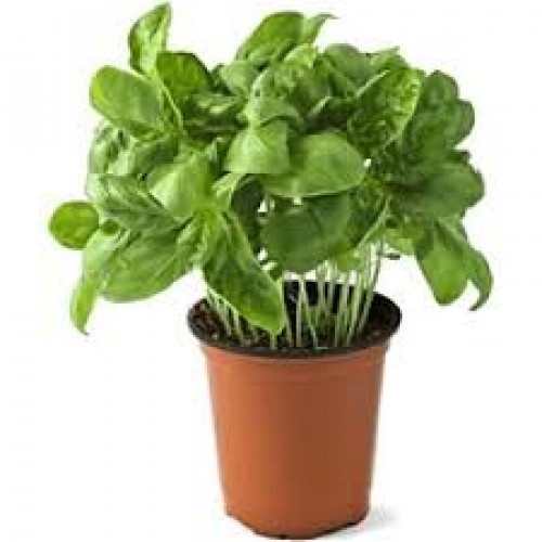 slide 1 of 1, Organic Potted Basil, 1 ct