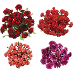 slide 1 of 1, Harris Teeter Flower Gallery Mini Carnation Bunches, 1 ct