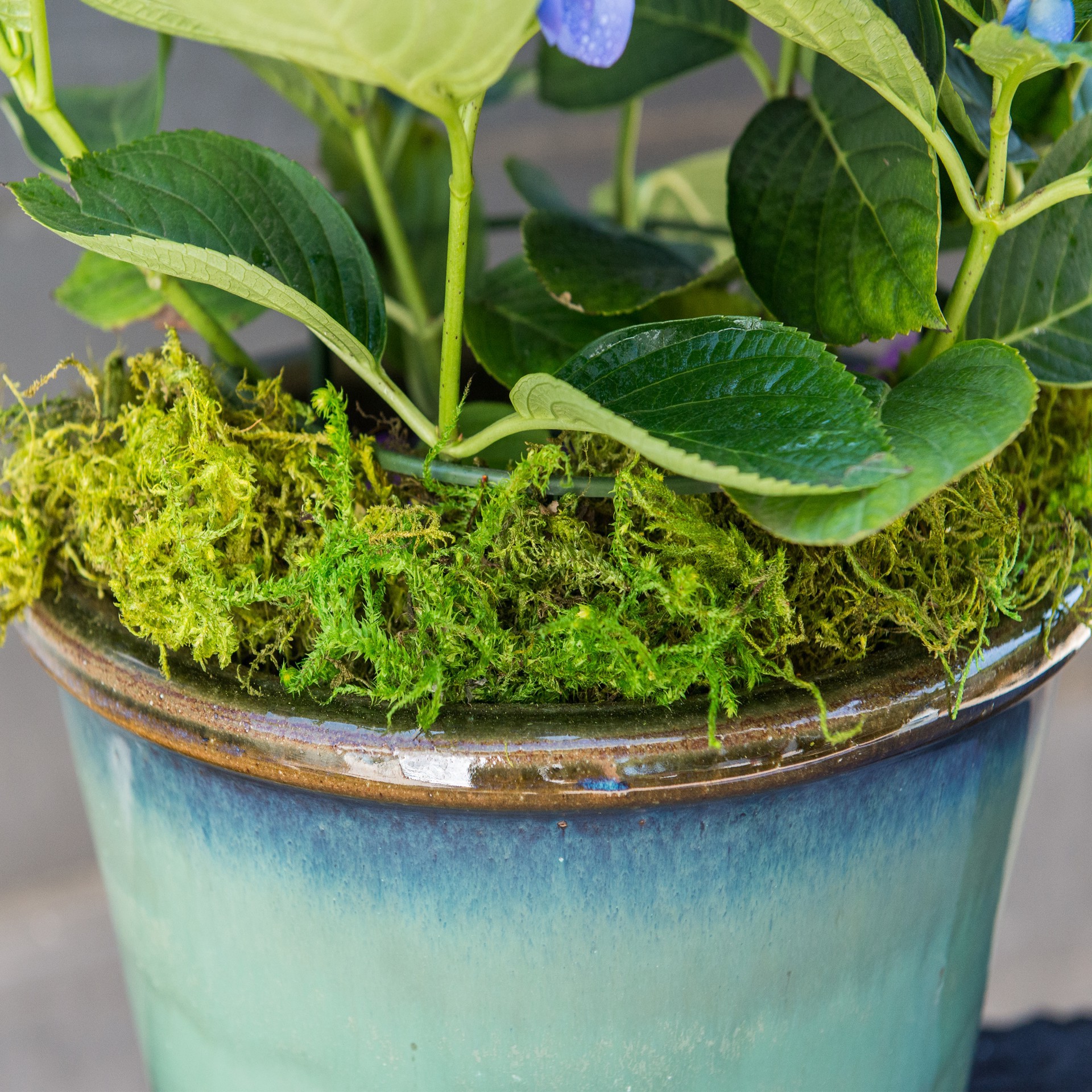 slide 4 of 6, Supermoss Preserved Forest Moss, 20 in x 2 in x 14 in