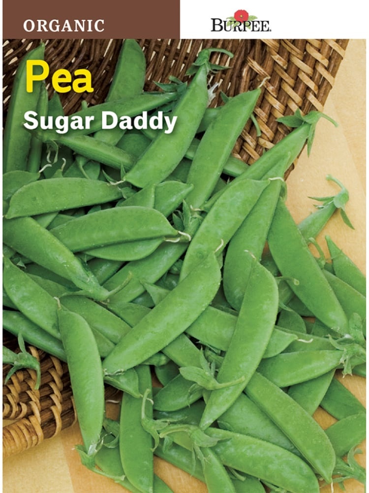 slide 1 of 1, Burpee Sugar Daddy Organic Pea Seeds - Green, 1 ct