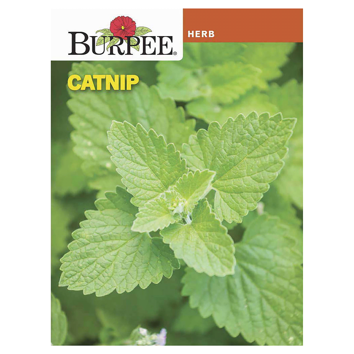 slide 1 of 1, Burpee Catnip Seeds, 1 ct