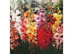 10 Stem Michigan Gladiolus