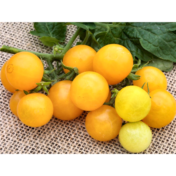 slide 5 of 5, Bonnie Plants Tomato - Yellow Canary, 19.3 oz