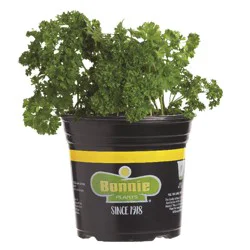 Bonnie Plants Curled Parsley Gallon