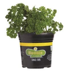 Bonnie Plants Curled Parsley Gallon
