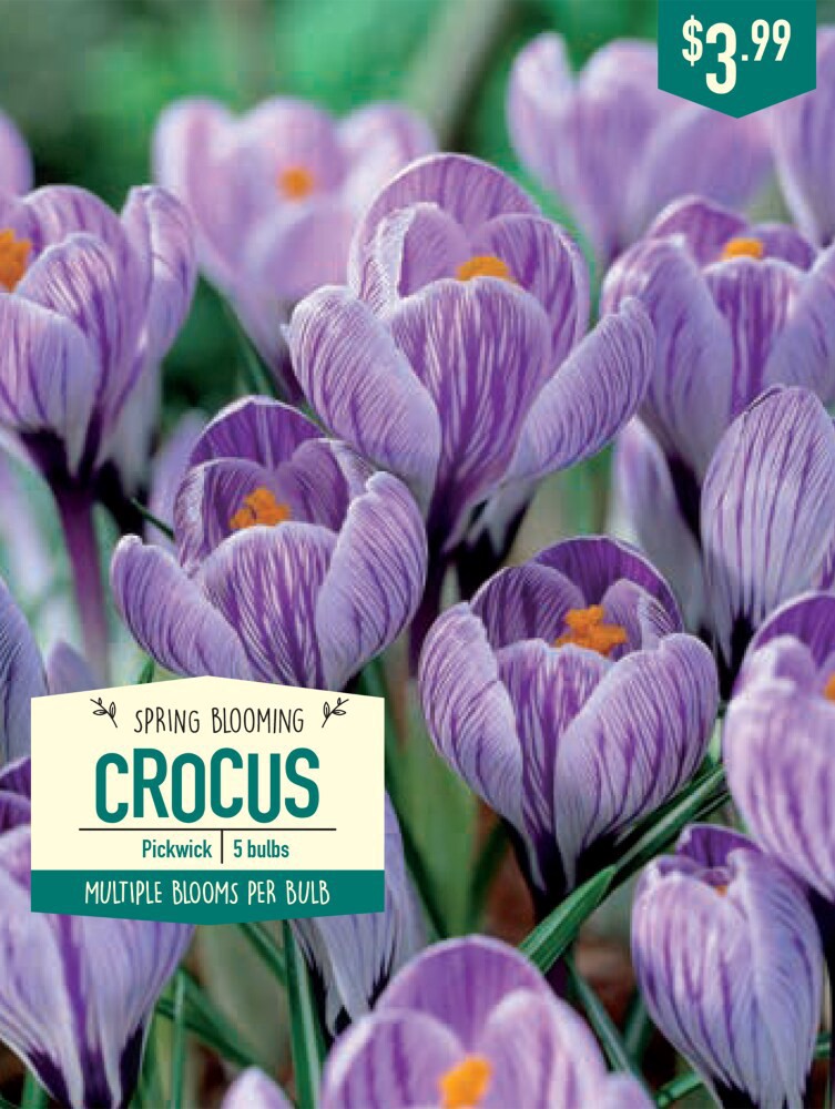 slide 1 of 1, Garden State Bulb Crocus Pickwick Bulbs, 5 ct