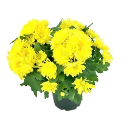 Westbrook 6 Inch Potted Mum