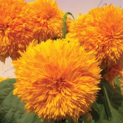 High Mowing Organic Seeds Goldy Double Sunflower Seeds