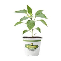 Bonnie Plants Chili De Arbol Pepper 4.5 in