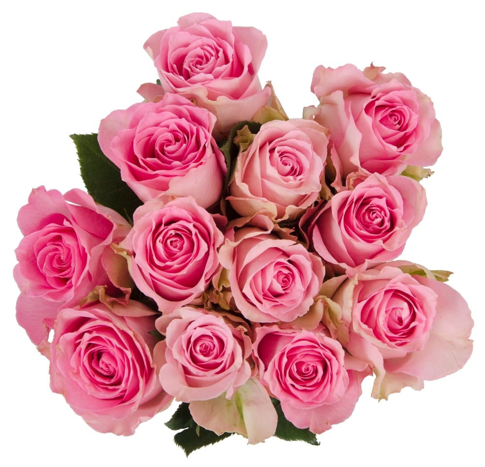 slide 1 of 1, BLOOM HAUS Pink Roses, 12 ct