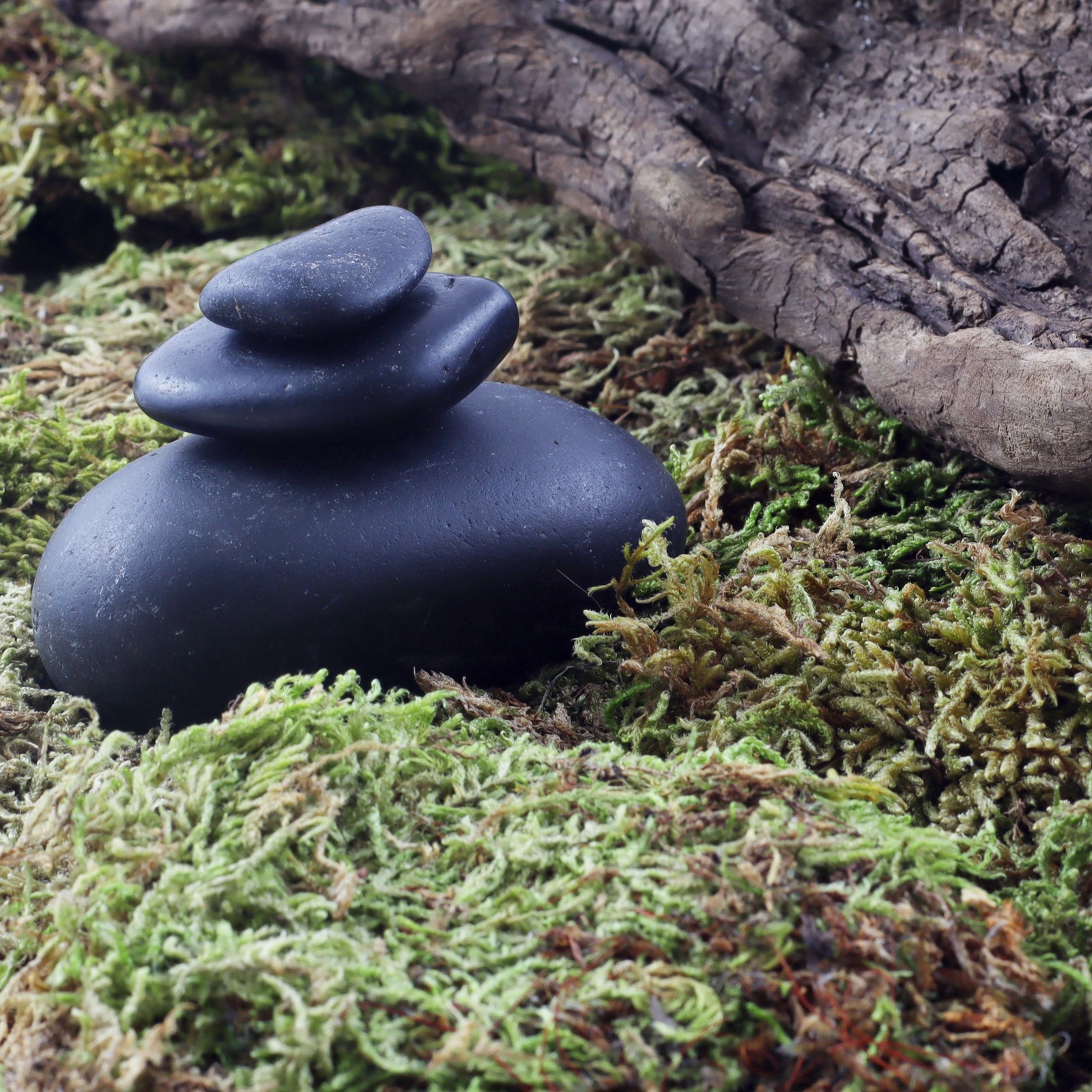 slide 3 of 4, Preserved Forest Moss By Ashland, 200 cu in