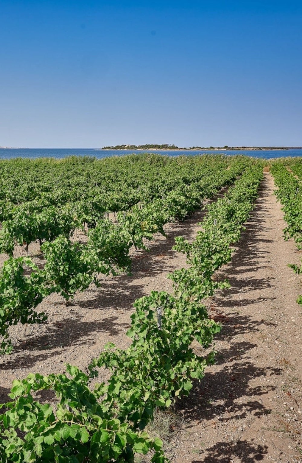 slide 4 of 10, Cantine Florio Fine Marsala Dry NV - 750ml, 750 ml