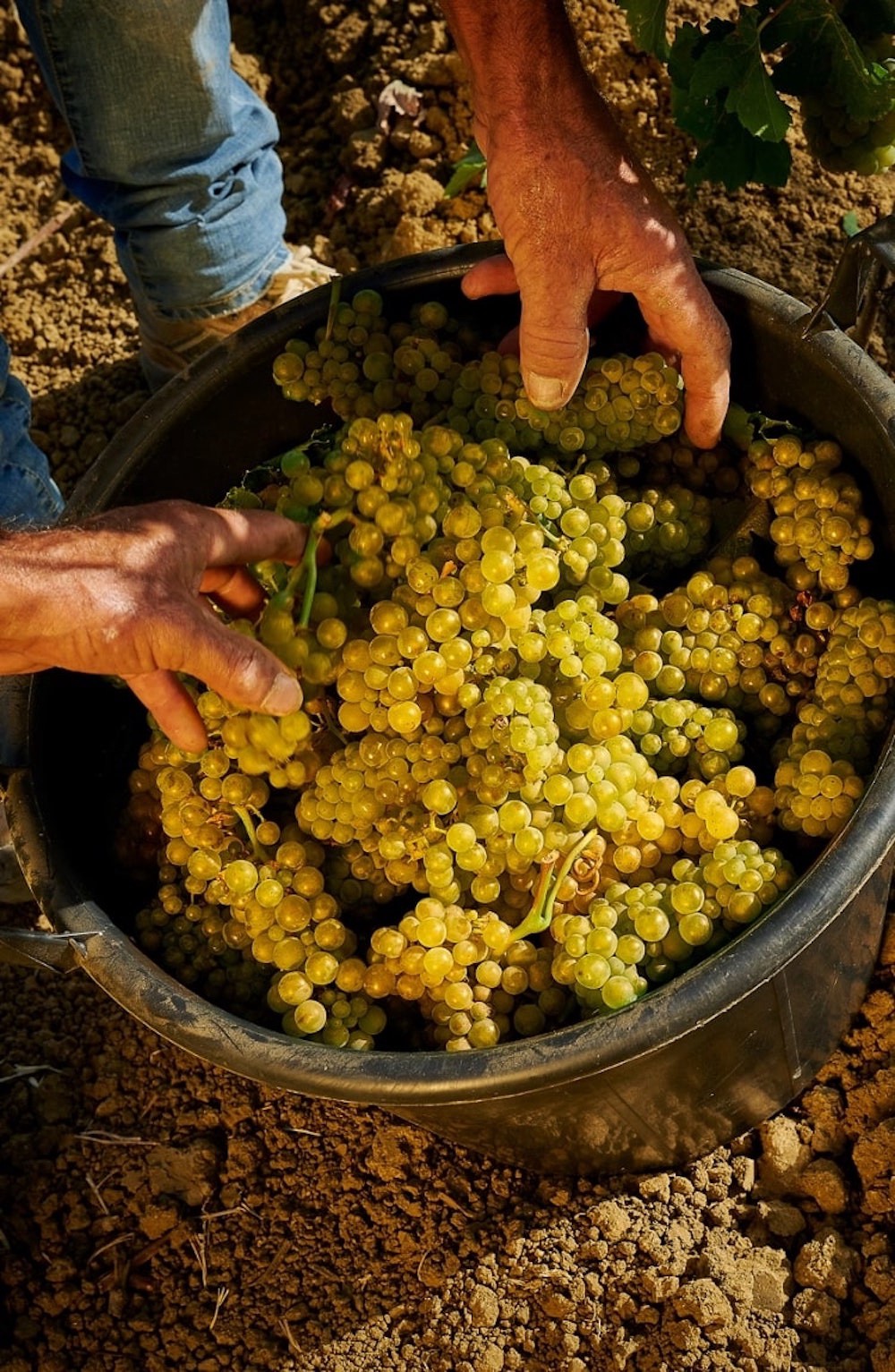 slide 6 of 10, Cantine Florio Fine Marsala Dry NV - 750ml, 750 ml