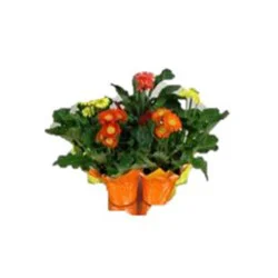 6" Gerbera Daisy