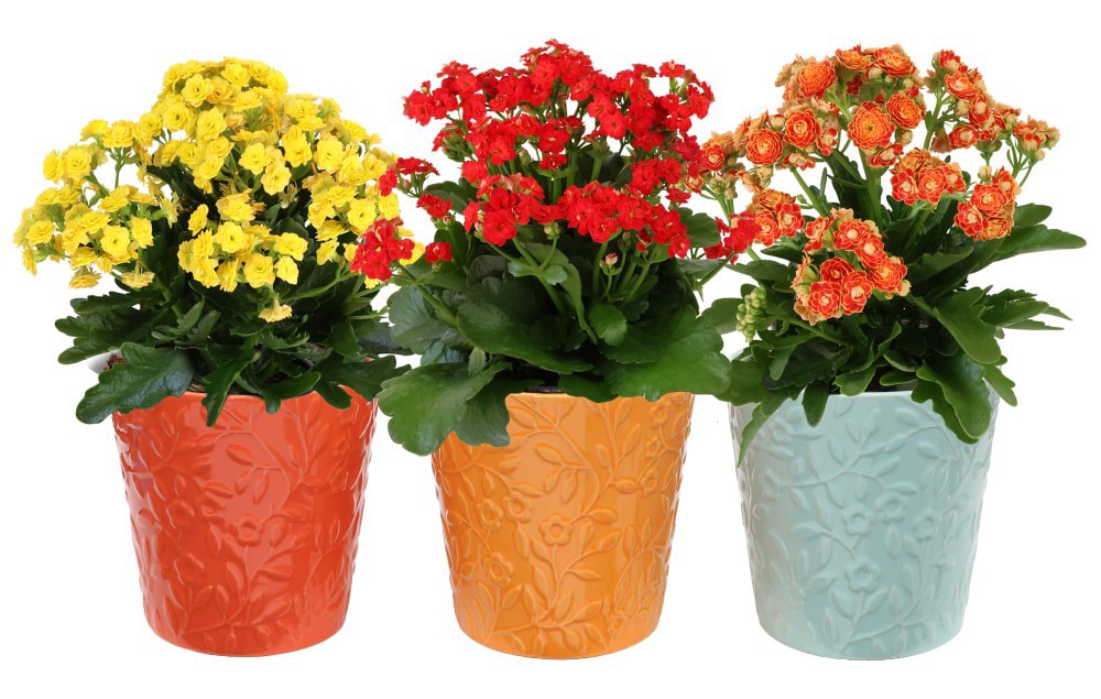 slide 1 of 1, Kalanchoe Floral Embossed Ceramic, 4-in pot, 1 ct