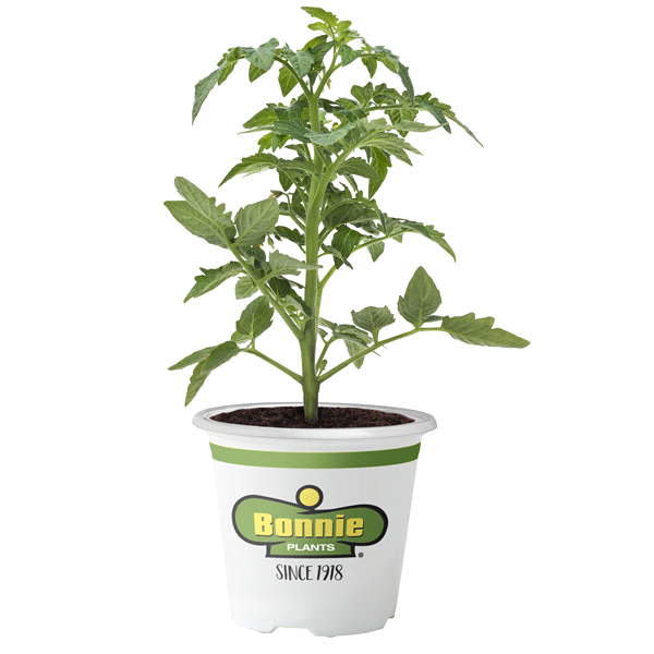 slide 1 of 1, Bonnie Plants  Tomato German Queen, 19.3 oz